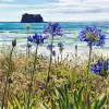 A Limited Edition fine art print of Agapanthus flowers at Whangamata by New Zealand artist Jane Galloway, available at The Little Gallery Whangamata